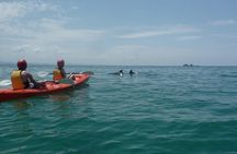 Kayaking with Dolphins in Byron Bay Guided Tour