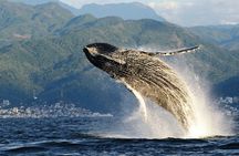 Whale Watching Adventure