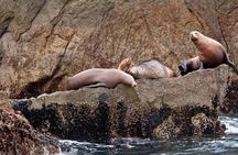 Seward Shore Excursion: Pre- or Post-Cruise Kenai Fjords National Park Tour