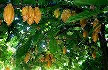 Princeville Botanical Gardens Tour and Chocolate Tasting Ticket