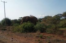 Overnight Safari to Amboseli National Park