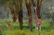 4 Days Group Joining Budget Safari To Masai Mara And Lake Nakuru National Park