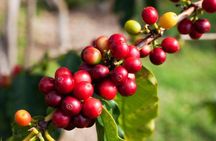 Jardin Private Day Trip: Colombian Coffee Tour from Medellin
