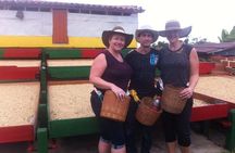 Jardin Private Day Trip: Colombian Coffee Tour from Medellin
