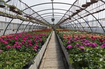 Santa Elena trip: Silleteros and Flower Farm Cultural Tour