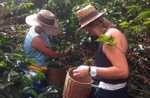 Coffee zone 2 days all inclusive Jardin and Jerico from Medellin