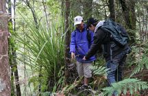 Bay of Islands Shore Excursion: Puketi Rainforest Guided Walk