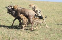8 Days Safari to Amboseli, Great Rift Valley Lakes & Masai Mara