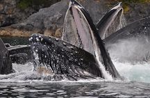 Narrated Whale Watching Cruise with Glacier View Stop