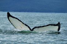 Narrated Whale Watching Cruise with Glacier View Stop