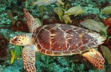 Cozumel Snorkeling Tour at Palancar & Colombia Reefs and El Cielo