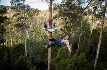 Launceston: Hollybank Treetops Adventure - Zipline Tours