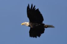 Turnagain Arm and Portage Valley Private Tour