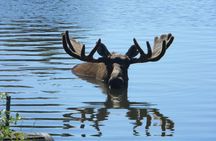 Seward to Anchorage Cruise Transfer and Private Tour