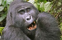Gorilla Safari Holiday