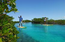 Stand Up Paddleboard Eco tour