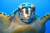 Snorkel Eco Tour