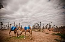 1.5-Hour Small-Group Camel Ride Excursion to Palm Grove from Marrakech