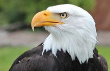  PREMIUM Sitka Scenic Tour