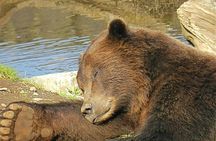 Sitka Sightseeing Tour including Fortress of the Bear and Totem Poles