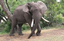 Chobe Safari Overnight Camping Trip