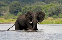 Chobe Full Day Safari Trip