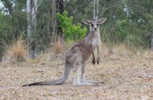 #1 Private Blue Mountains Tour by authentic story telling locals 