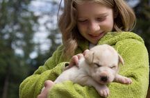 Sled Dog Discovery in Juneau