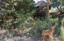 5 Day Lodge and Treehouse Kruger National Park Safari