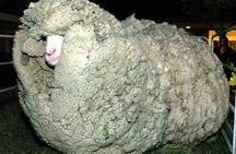 Sheep World Country Tour from Auckland