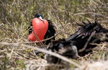 Day Trip to North Seymour Island from Puerto Ayora