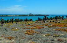 Day Trip to South Plaza Island from Puerto Ayora