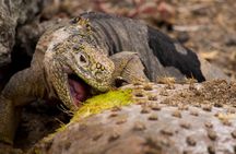 Day Trip to South Plaza Island from Puerto Ayora