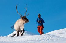Arctic Nature Photography Sightseeing Tour from Tromso