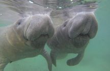 Private Manatee Swim for up to 6 with In-Water Divemaster/Photographer