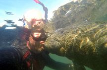 Private Manatee Swim for up to 6 with In-Water Divemaster/Photographer