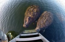 Manatee Tour with In-Water Divemaster/Photographer