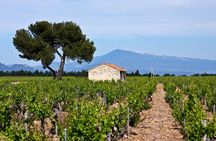 Concha y Toro Winery Tour from Santiago
