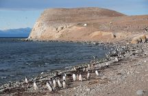 Magdalena Island Penguin Tour by Boat from Punta Arenas