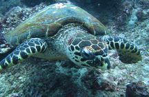 Snorkelling in Padang Bai