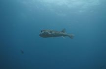 Snorkelling in Padang Bai