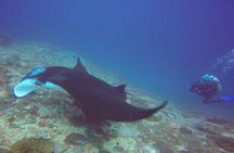 Scuba Diving in Nusa Penida - Manta Point