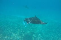 Try Diving in Manta Point - Nusa Penida