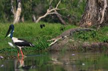 1 Day Corroboree Billabong Wetland Experience including 2.5 hour cruise + lunch
