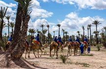 Camel ride in Marrakech palm grove