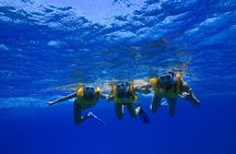 Turtle Canyons Snorkel Excursion from Waikiki, Hawaii