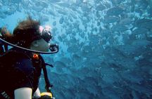 Koh Samui 2-Dive Trip to Sail Rock for certified divers
