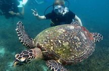 Koh Tao 2-Dive Day Trip from Koh Samui for certified divers
