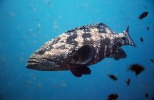 Chumphon Pinnacle-Koh Tao 2 dive trip for certified divers
