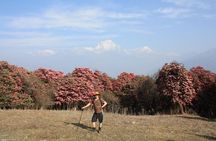 Annapurna Poon Hill Trekking - 4 Days from Pokhara